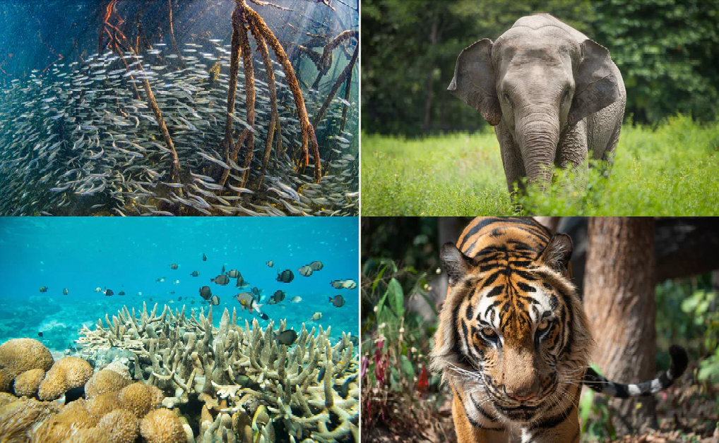 Changing the Carbon Narrative in 2024 to Include “NATURE”