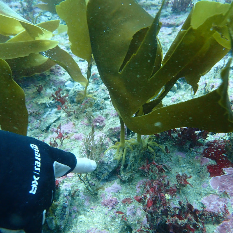 Restore Kelp Forests in Portugal