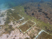 Restore Kelp Forests in Australia
