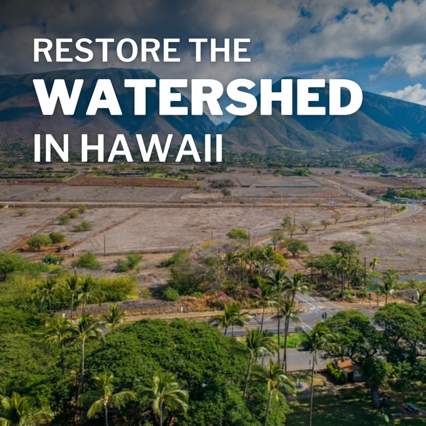Restore the Watershed in Maui