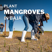 Plant Mangrove SeaTrees in Baja