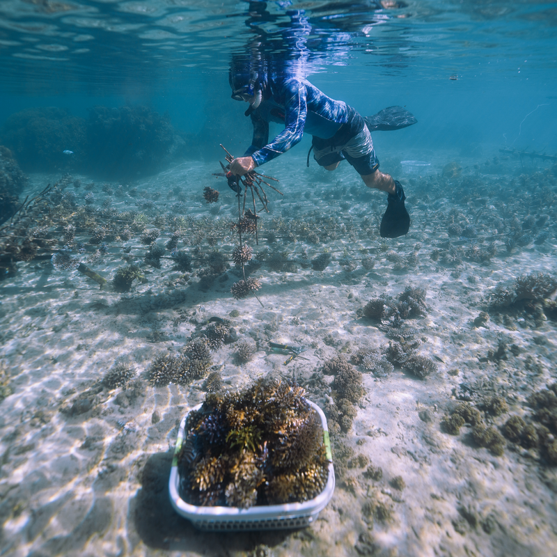 Plant Coral in Fiji
