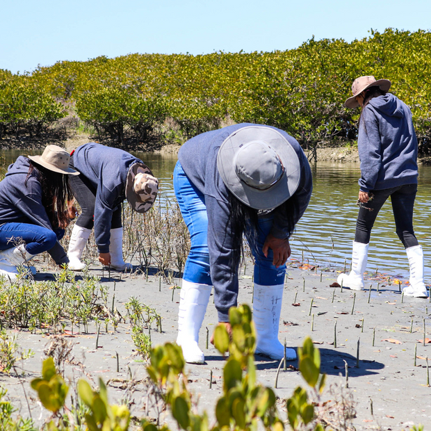 Subscribe to Plant Mangrove SeaTrees in Baja