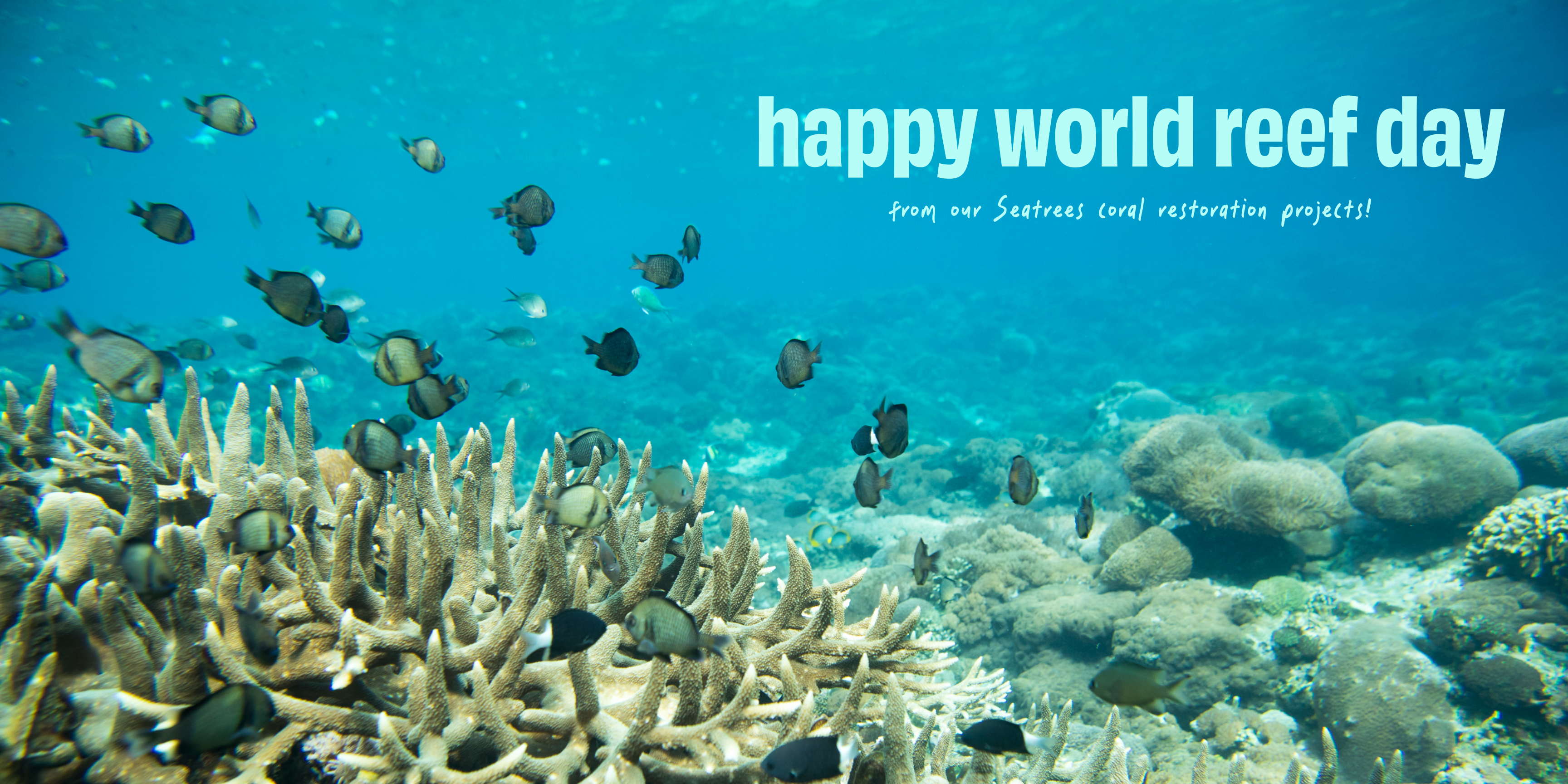 Reef Week Celebrating World Reef Day – Seatrees