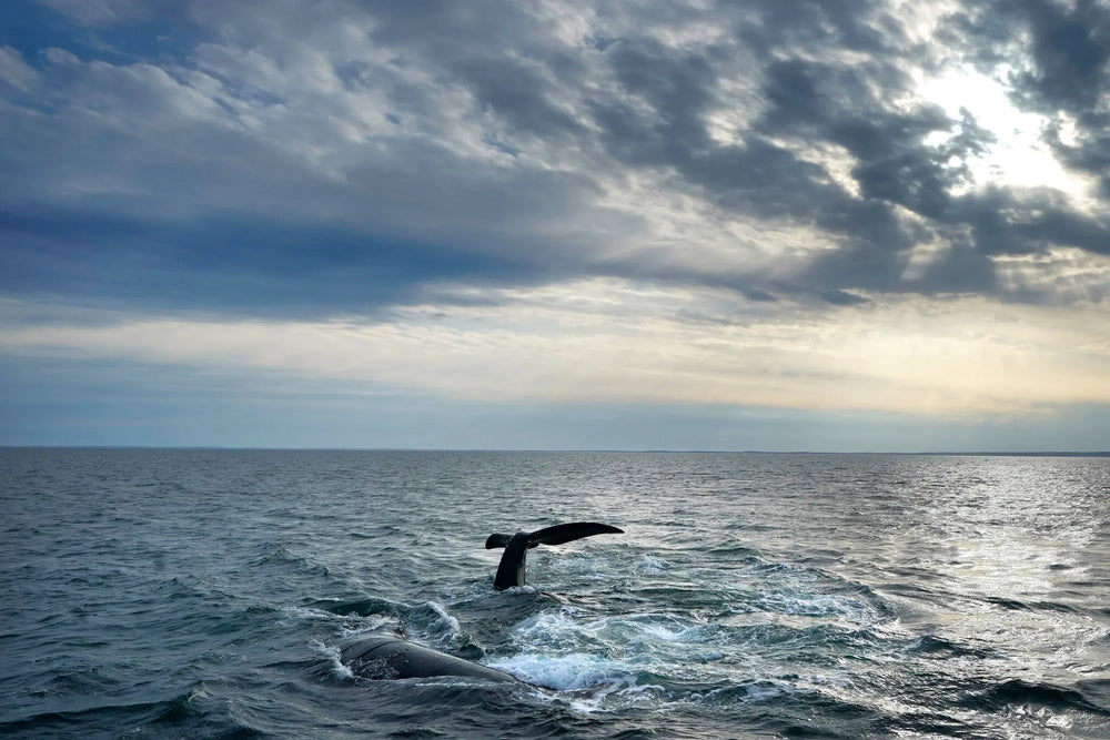 A Landmark Win for the Ocean: The High Seas Treaty Becomes Law