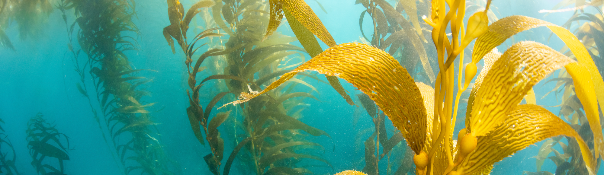 The Healing Power of the Sea