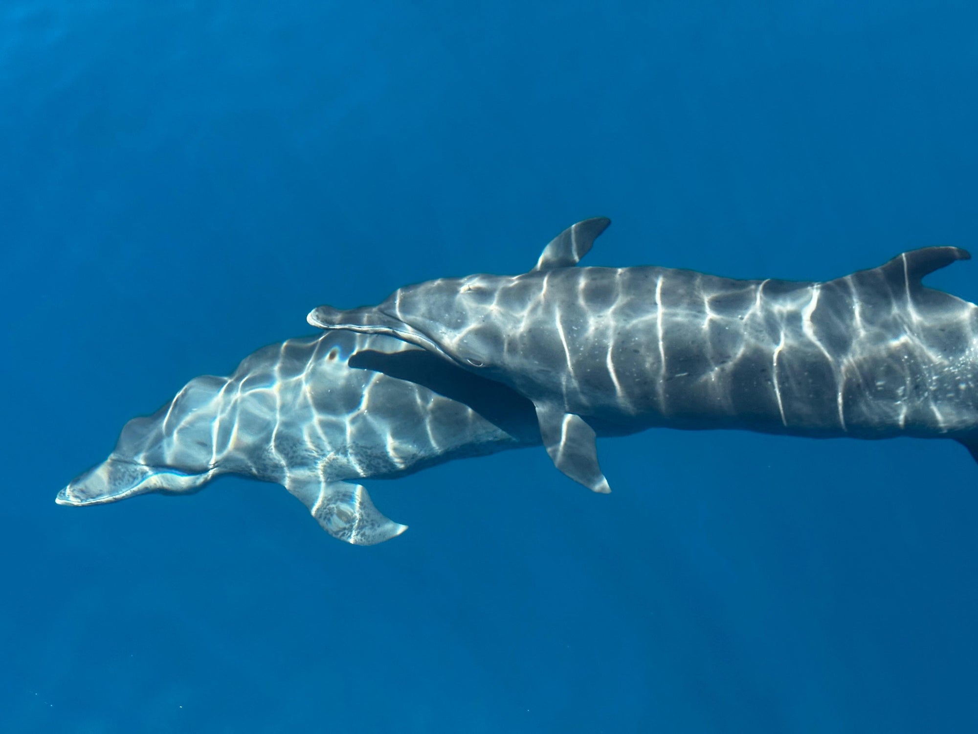 Biodiversity 101: The Twin Crises