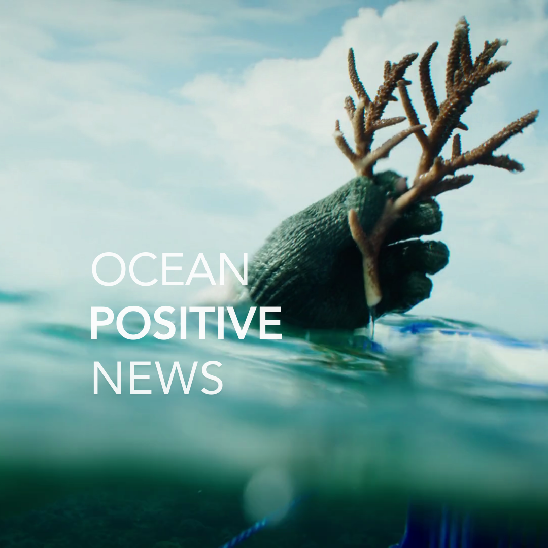 Ocean Positive News 🌊 01.24.24