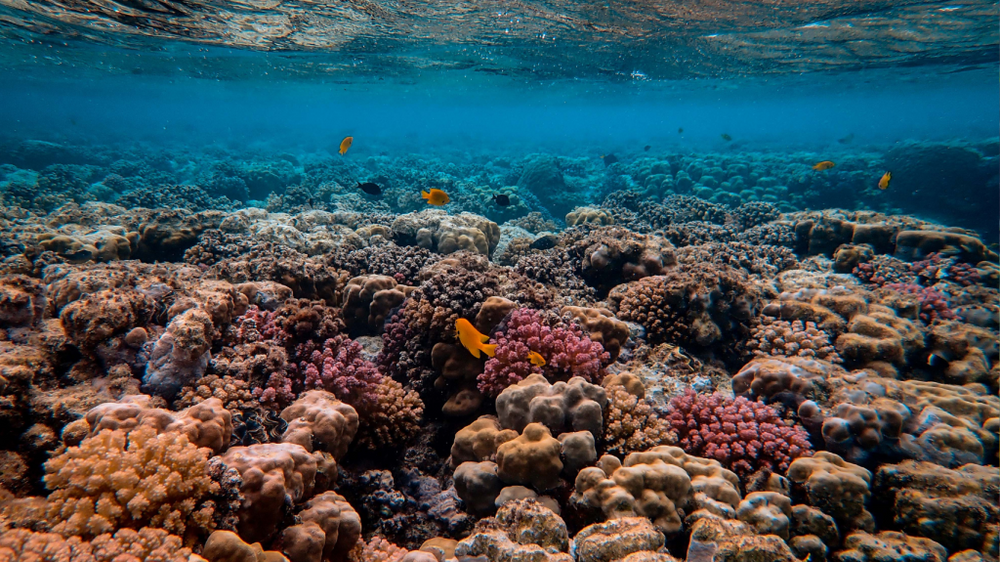 New Research Links Land-Based Pollution to Coral Reef Decline in Maui