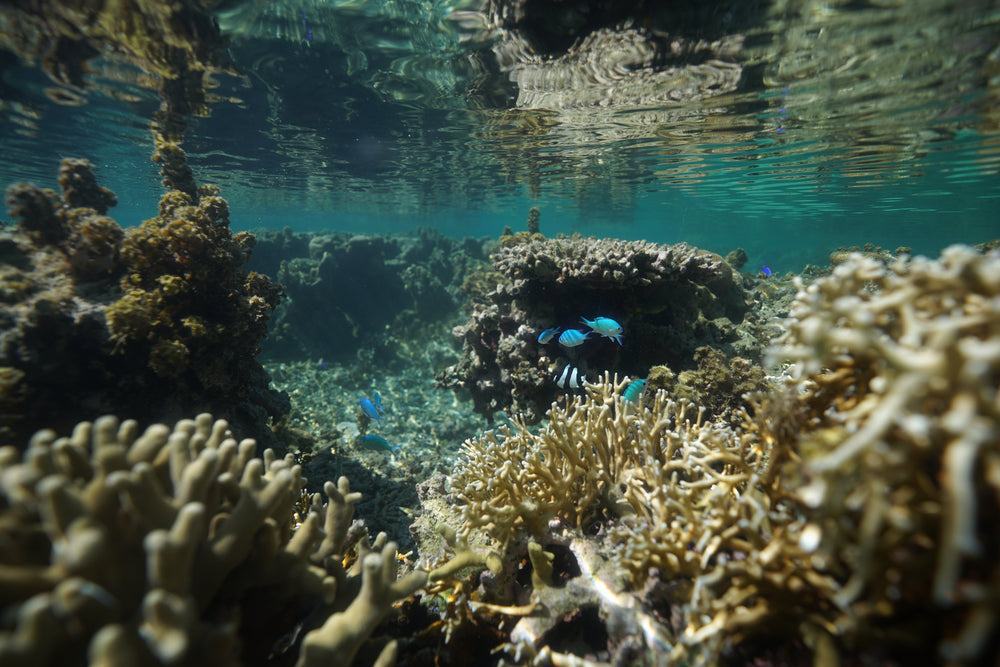 Ecosystem Series - Episode 2: Coral Reefs