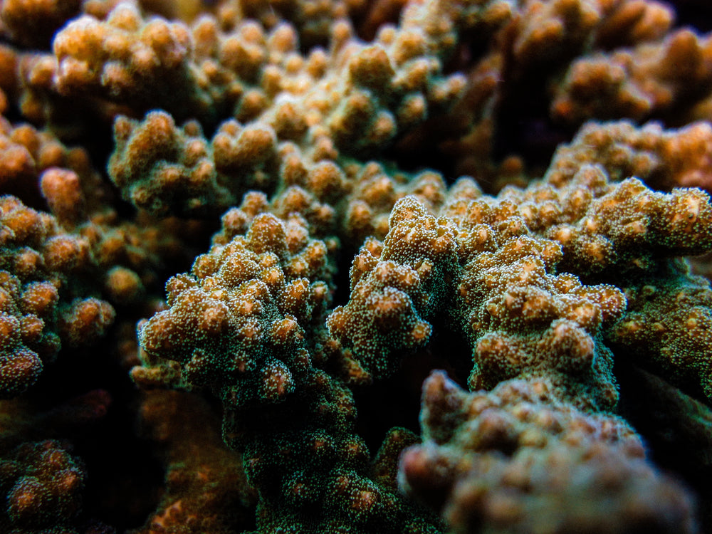 Costa Rican coral reef restoration project brings to market $160k of marine biodiversity credits