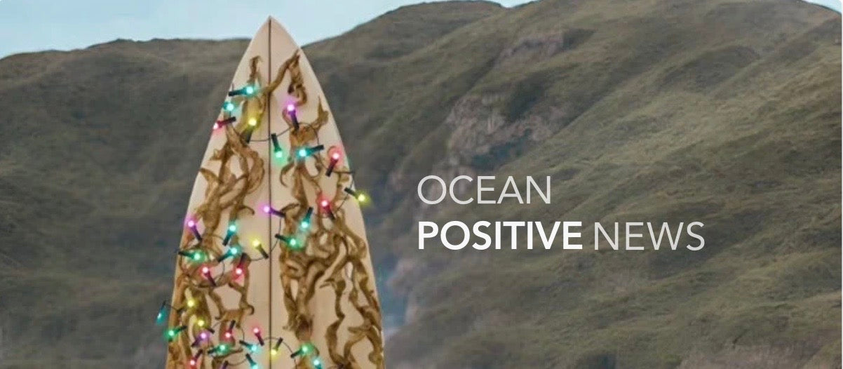 Ocean Positive News 🌊 12.04.23