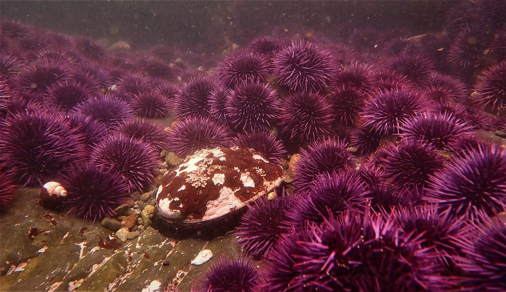 How did climate change wipe out California's kelp forests?
