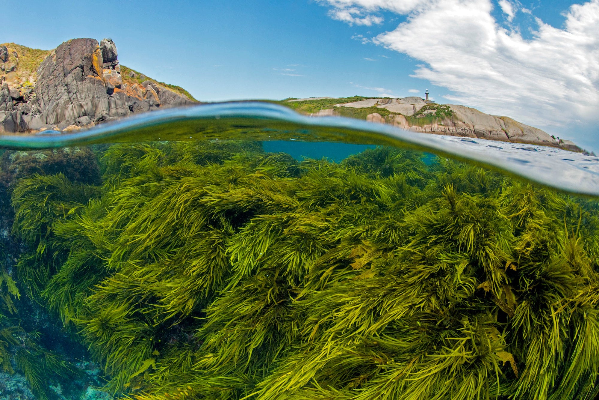 Ecosystem Series - Episode 1: Kelp Forests