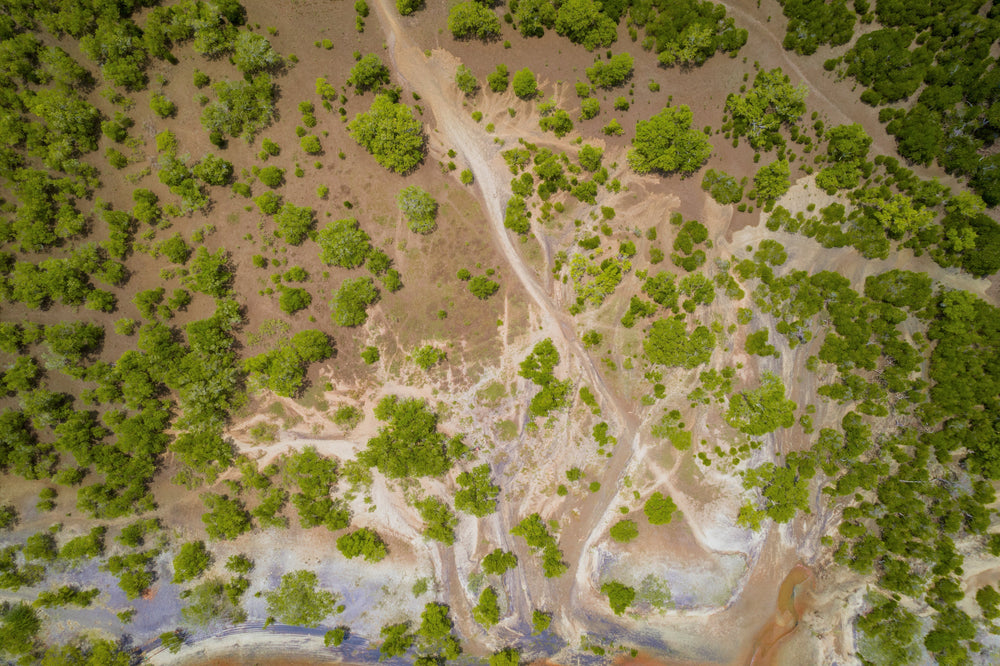 Seatrees Emerges as a Leader in the Global Biodiversity Credit Market