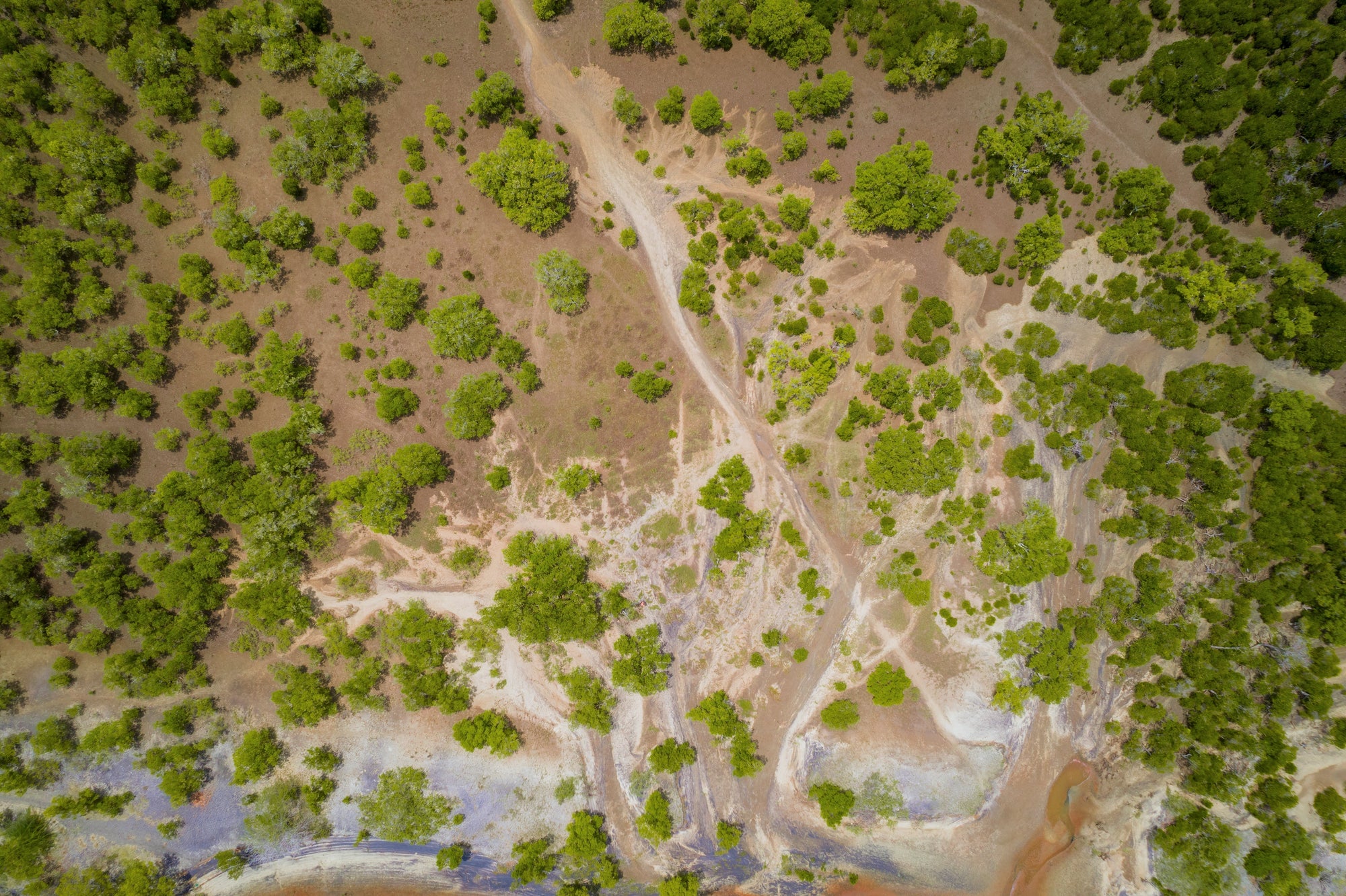 Seatrees Emerges as a Leader in the Global Biodiversity Credit Market