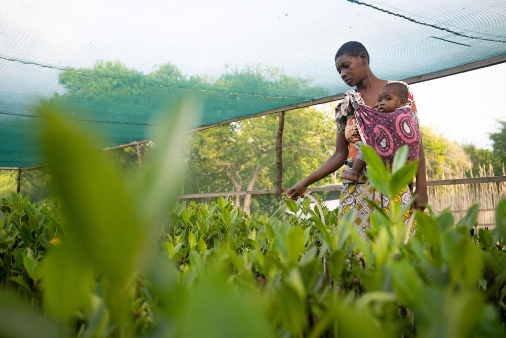 Why So Many Mangrove Restoration Projects Fail —  and What Works Instead