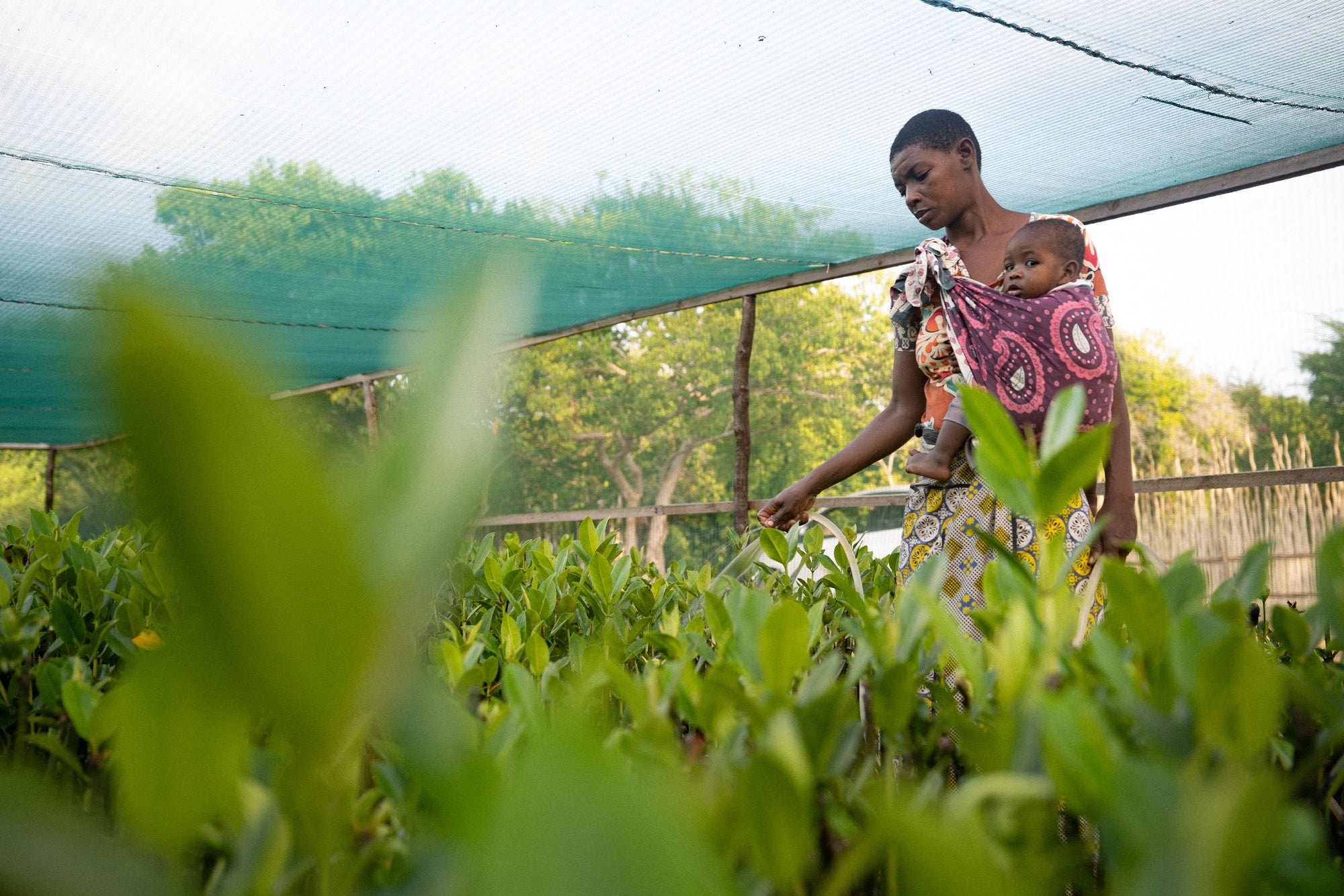 Why So Many Mangrove Restoration Projects Fail —  and What Works Instead