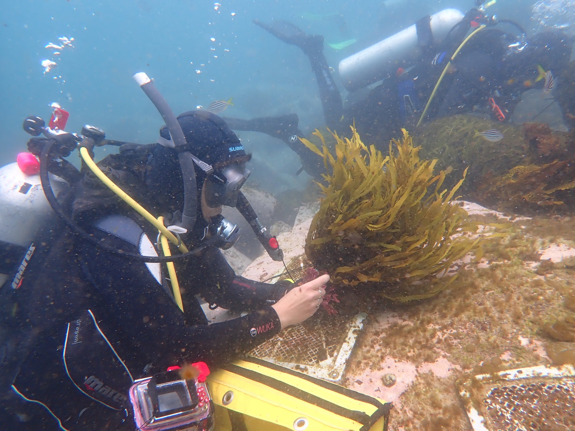 Kickstarting Kelp Restoration in Sydney