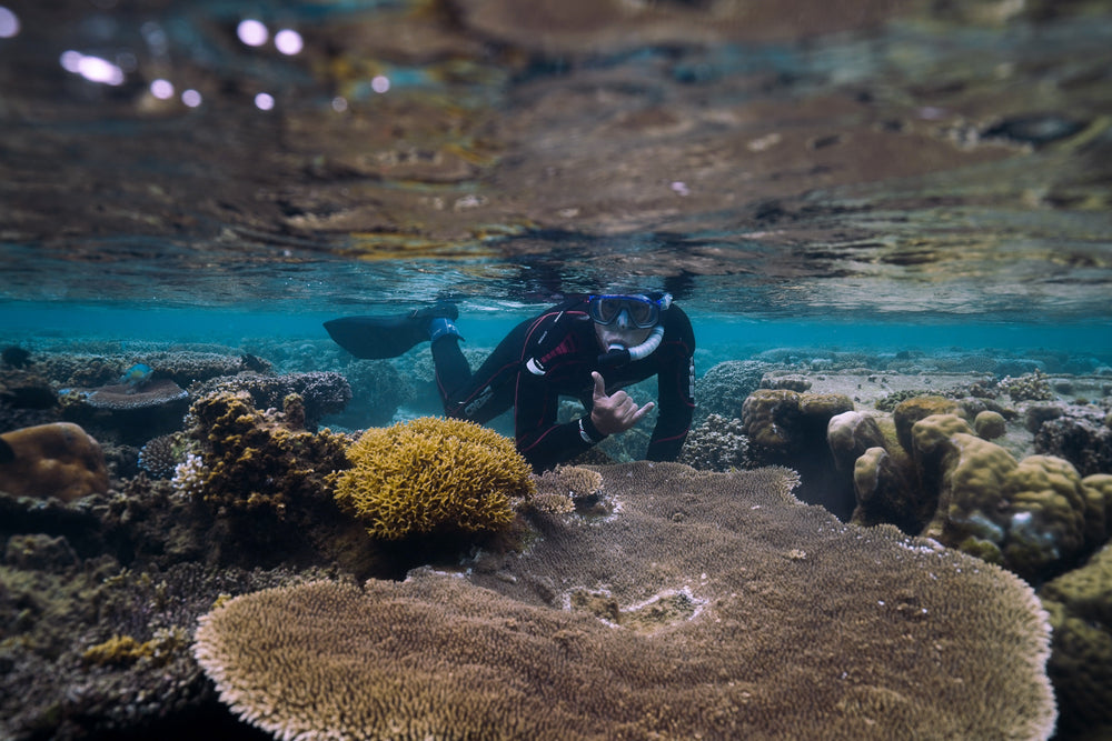 Ecosystem Series: Coral Reefs