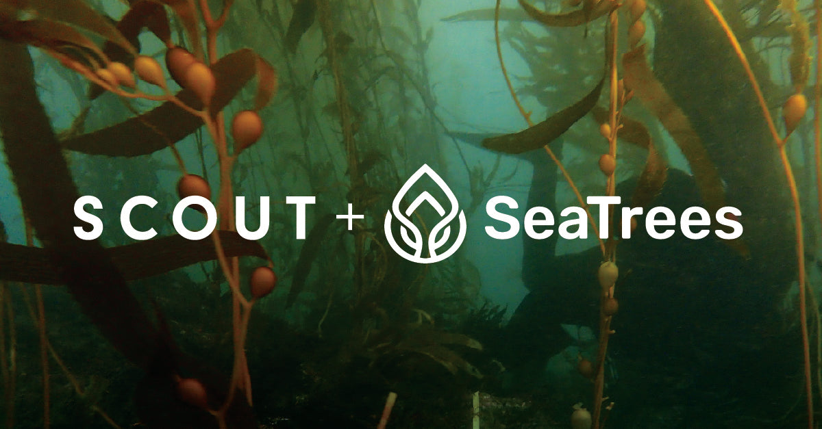 Scout: Kelp Reforestation is the Path Forward