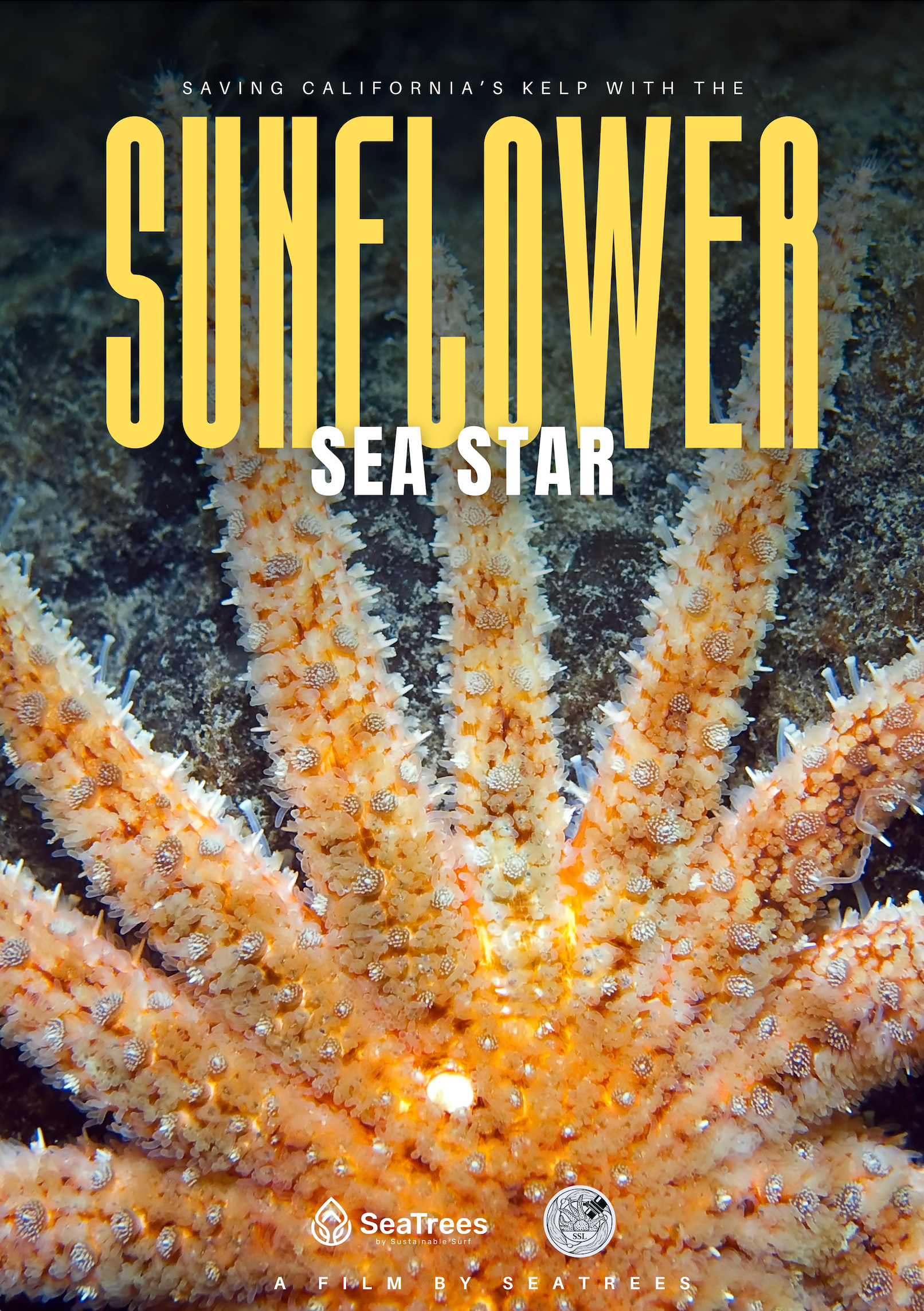 Saving California's Kelp with the Sunflower Sea Star