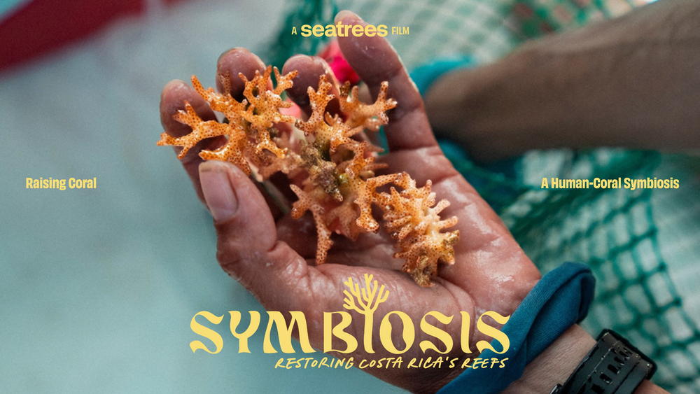 Symbiosis: Restoring Costa Rica's Reefs
