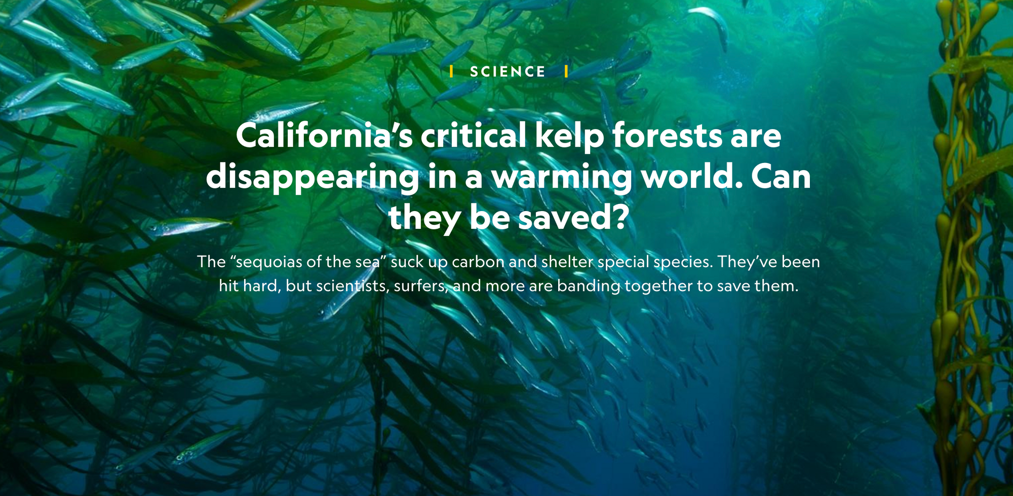 Nat Geo - California’s critical kelp forests. Can they be saved?