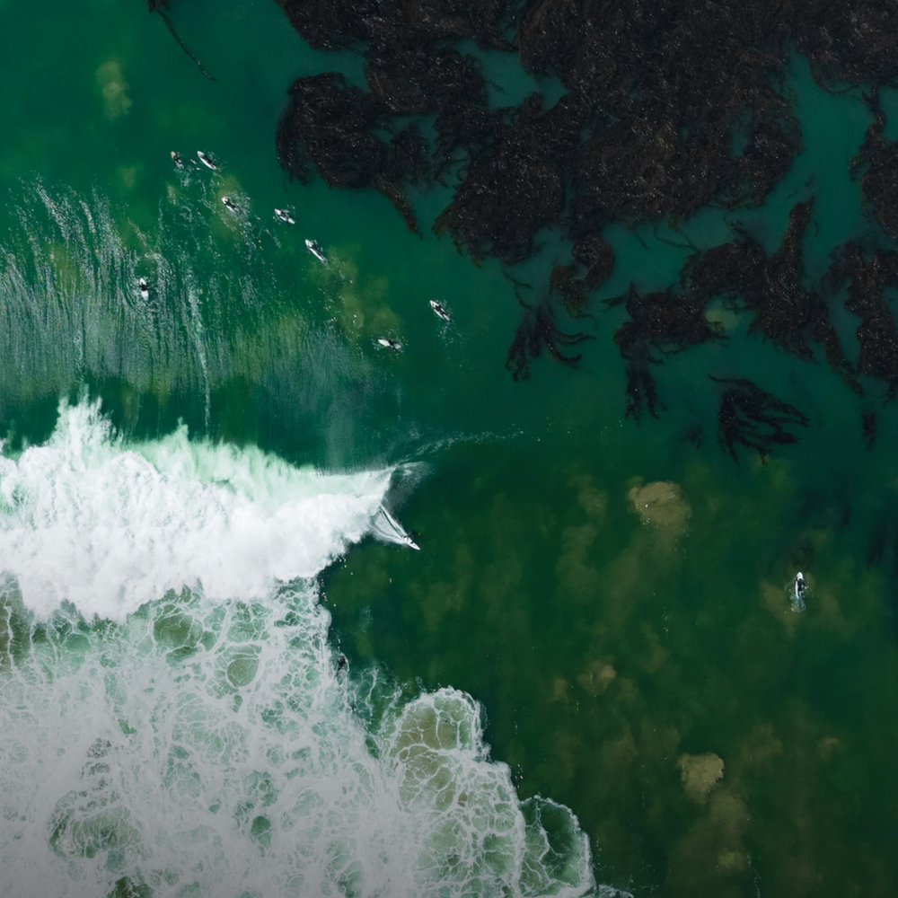 Hitch a Ride with SeaTrees and Surfline