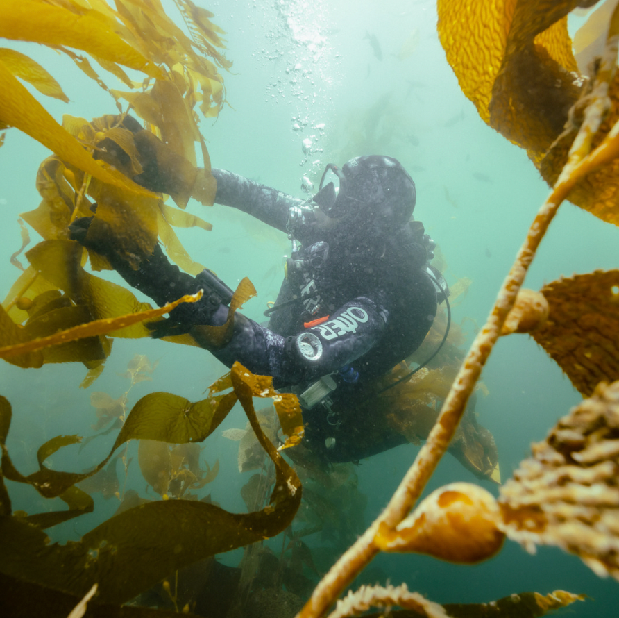 #Kelp Us Save our Ocean Planet 🌱