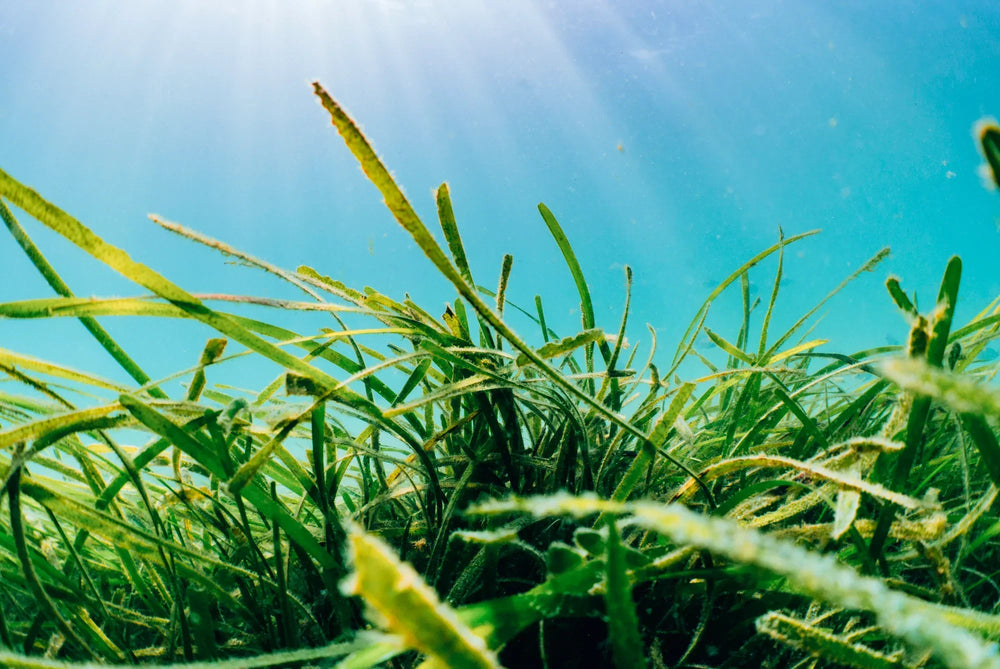Ecosystem Series: Seagrass