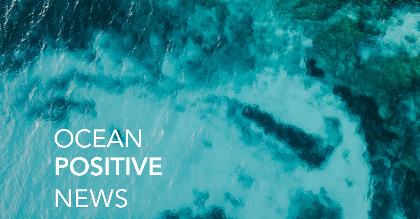 Ocean Positive News 🌊 10.07.24