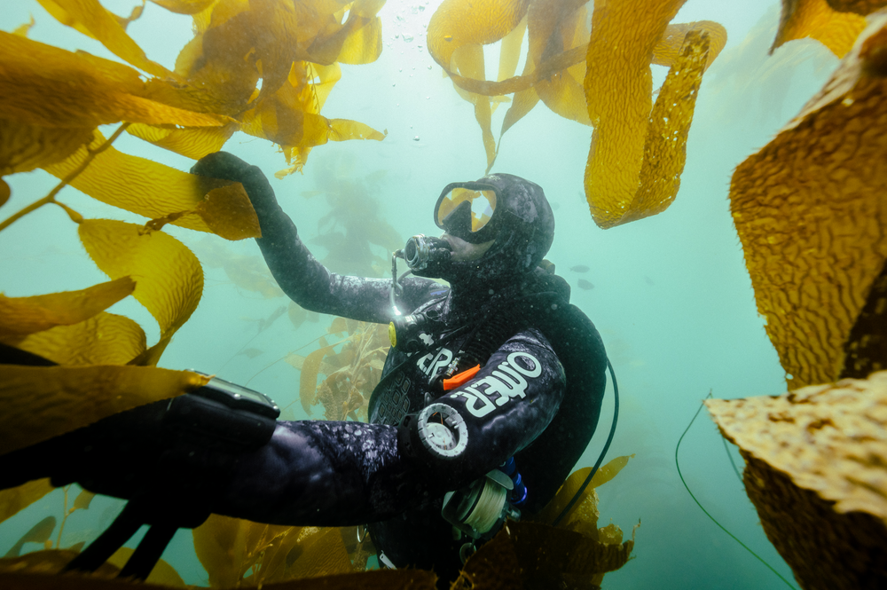 Ecosystem Series: Kelp Forests