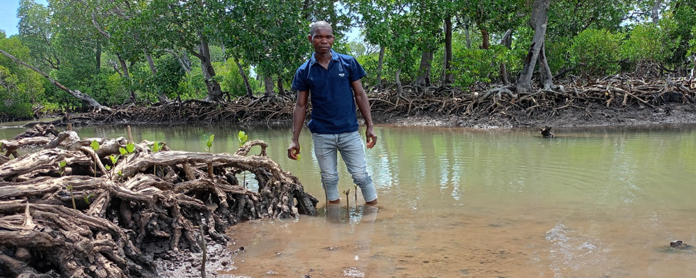 Mongabay: A Kenya marine biodiversity credit program restores mangroves — and livelihoods