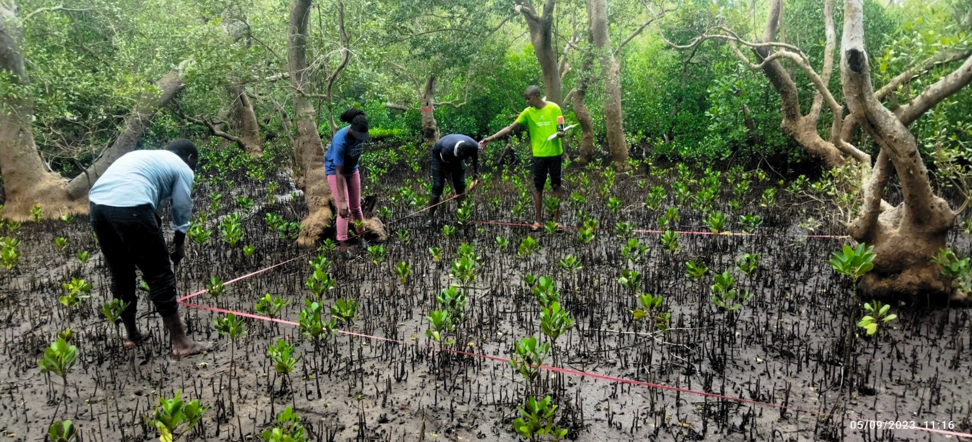 Tracking Life Among the Roots