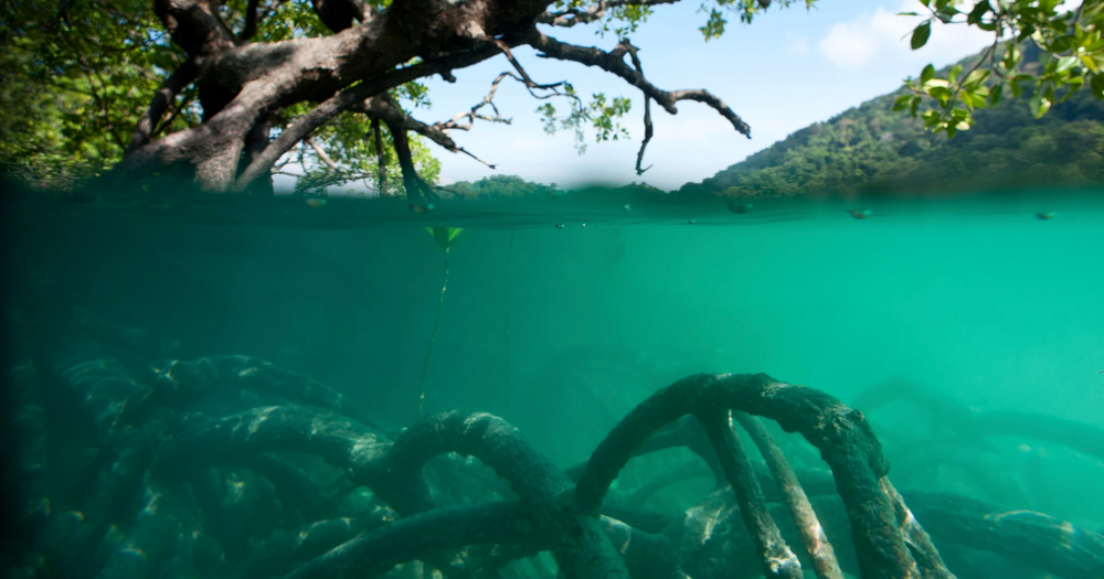 A Higher Bar for Mangroves: New Study Maps the Path to Halting Loss, Restoring Half, and Doubling Protection by 2030