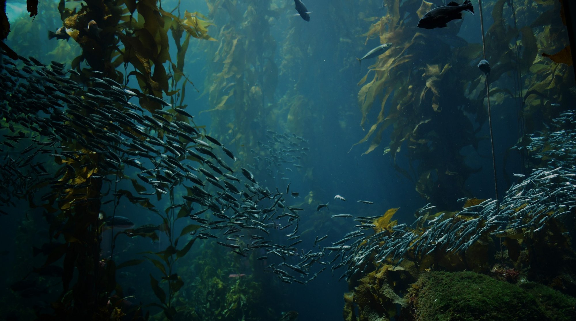 Field Notes: Kelp Forests