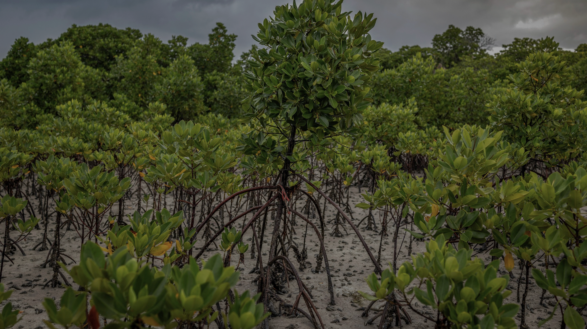 Field Notes: Mangrove Hydrology