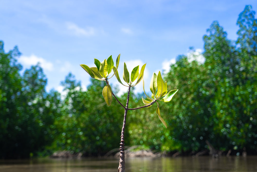 Ecosystem Series: Mangroves
