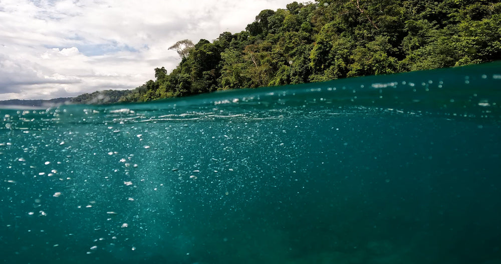 Dive into our new film: Resilience Runs Deep