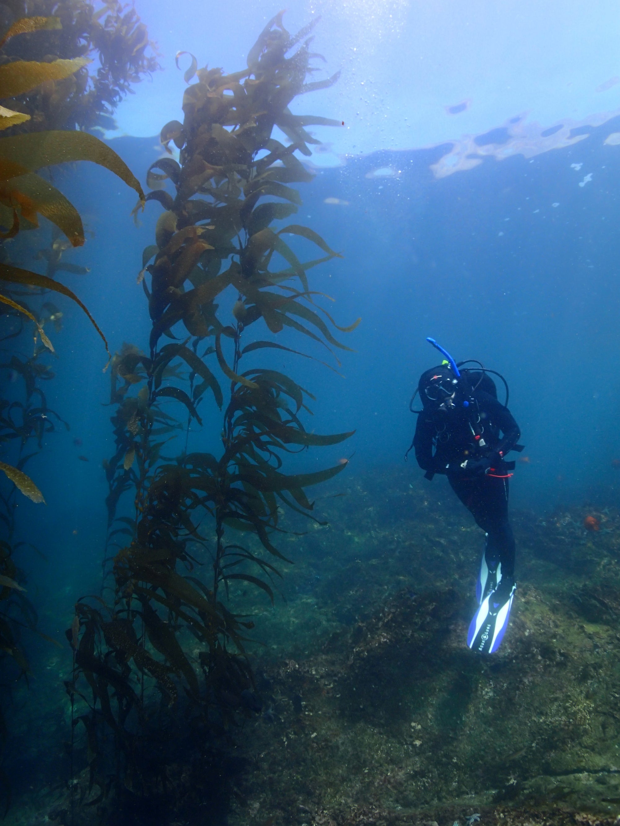 Restoring Abalone With The Bay Foundation