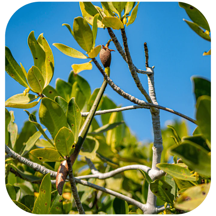 Rest, Restore, and Replant with Ettitude – Seatrees
