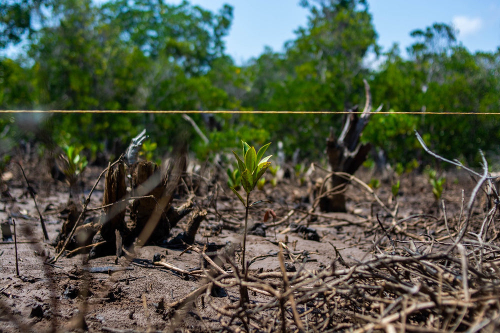New Peer-Reviewed Study Confirms Impact of COBEC's Mangrove Restoration Efforts