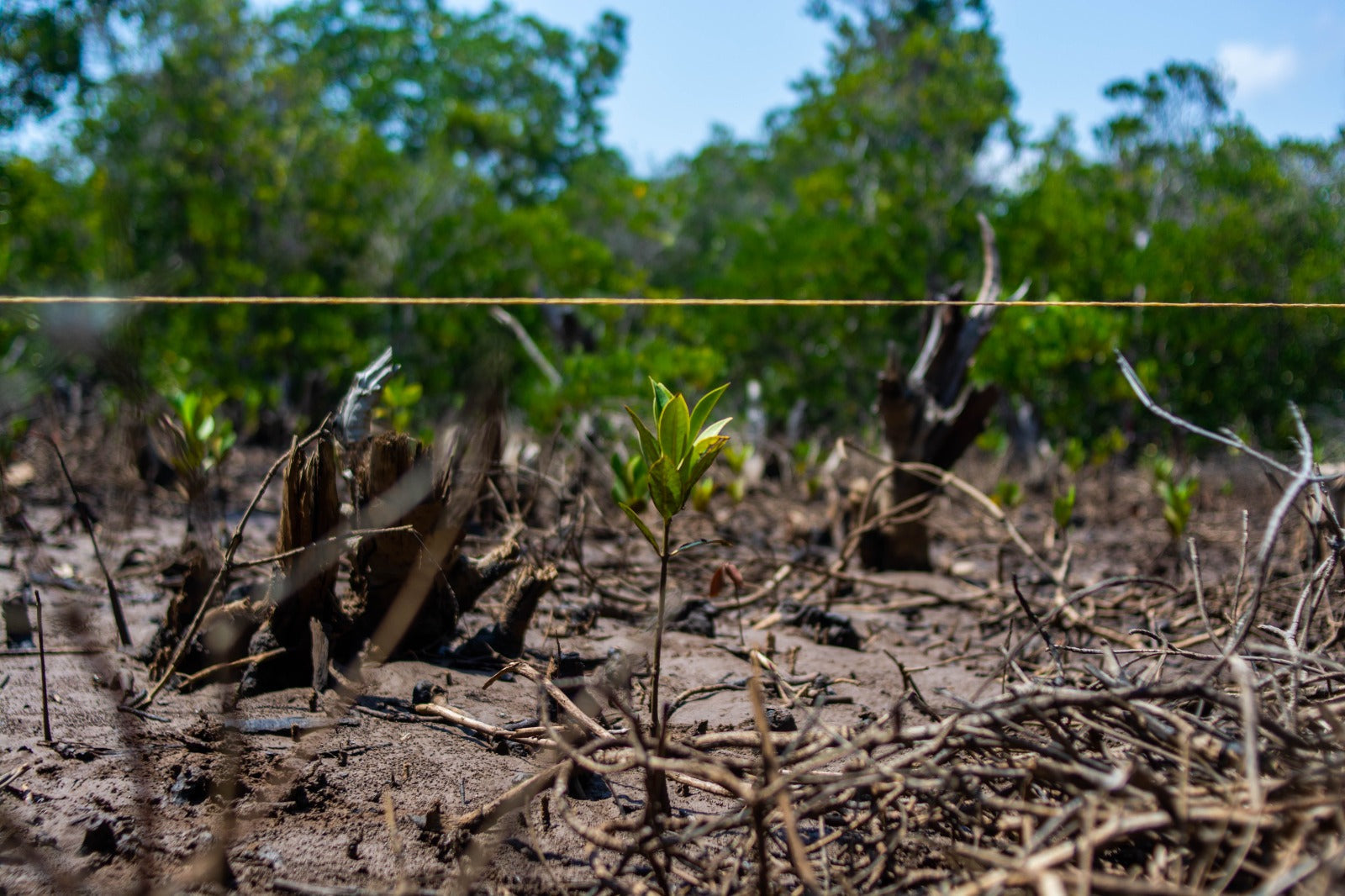 New Peer-Reviewed Study Confirms Impact of COBEC's Mangrove Restoration Efforts