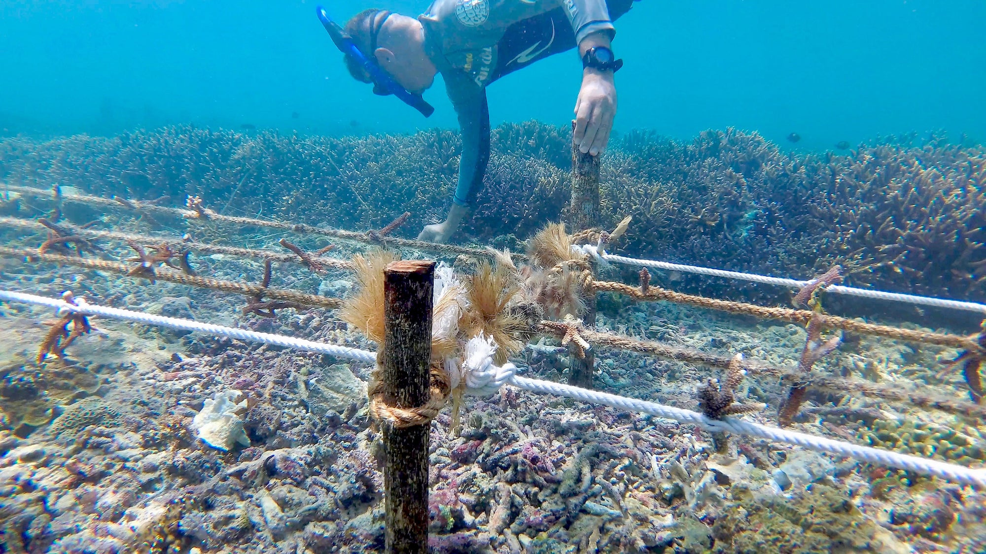 Coral Restoration: Progress Check!