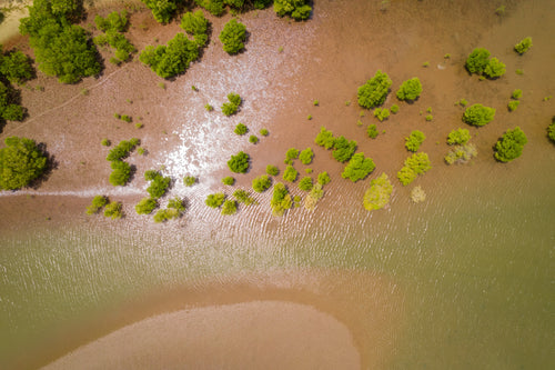 Wipe Out Your Climate Impact with Seatrees+