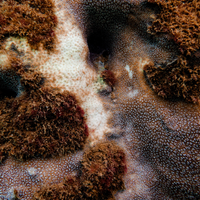 Coral Plus Biodiversity