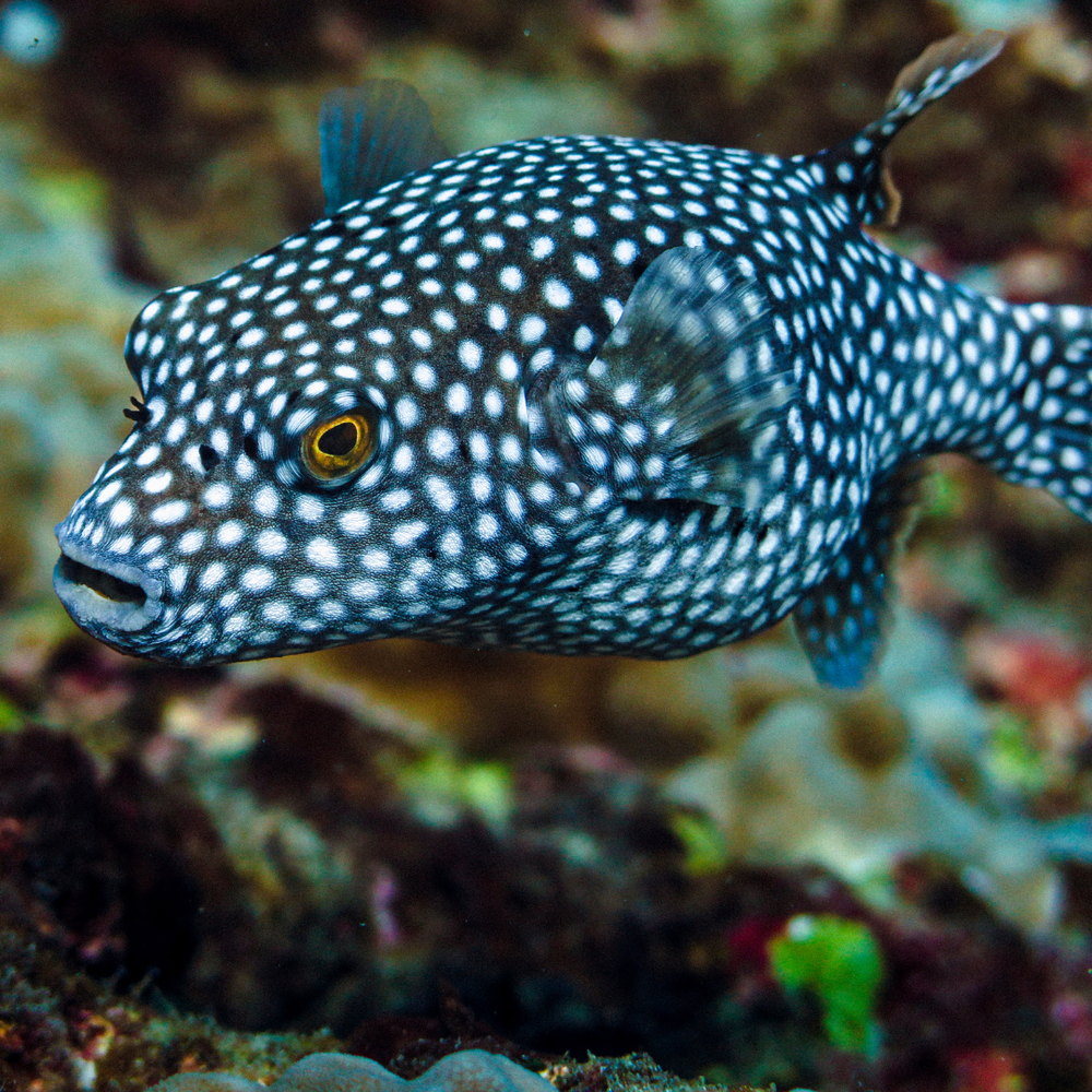 Coral Plus Biodiversity