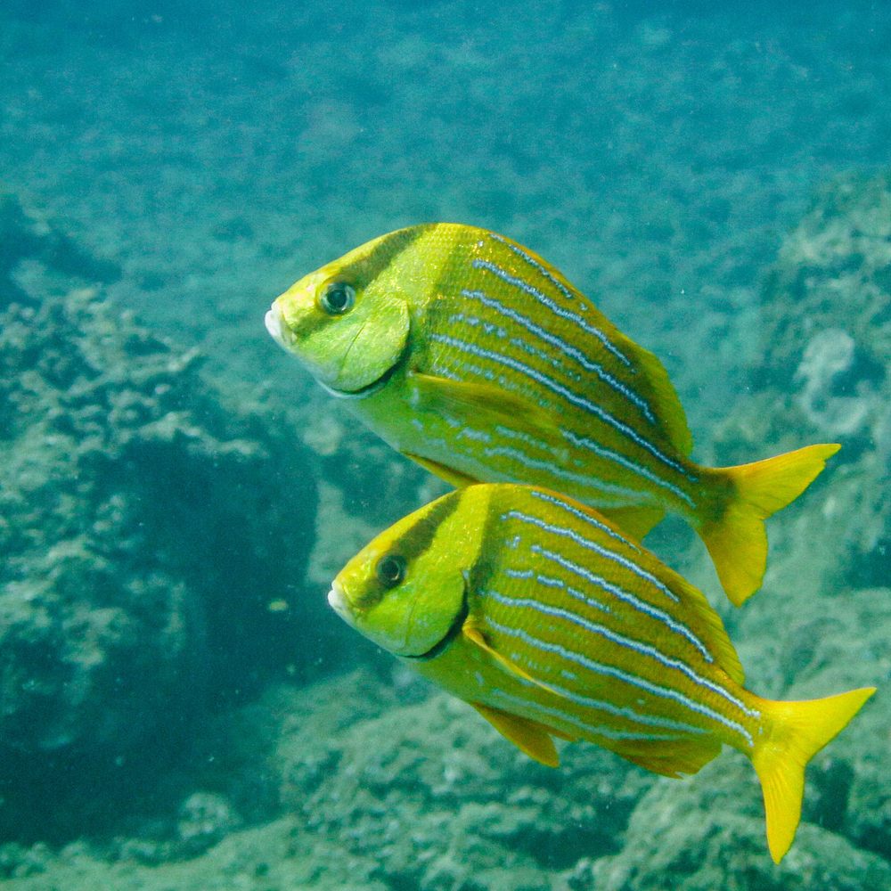 Coral Plus Biodiversity