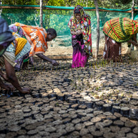 Plant Mangroves in Kenya